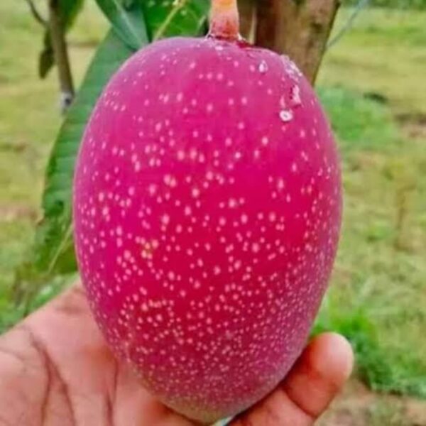 কিং অব চাকাপাত  আম ফল সহ