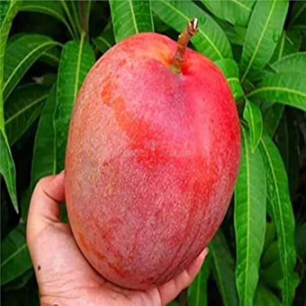 ৫ টি বিদেশি আম প্যাকেজ
