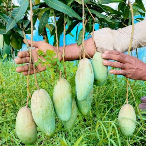 থ্রী টেস্ট আম ফল সহ