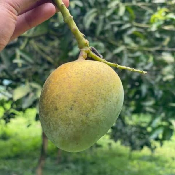 রাজশাহীর হারিভাঙ্গা আম ফল সহ