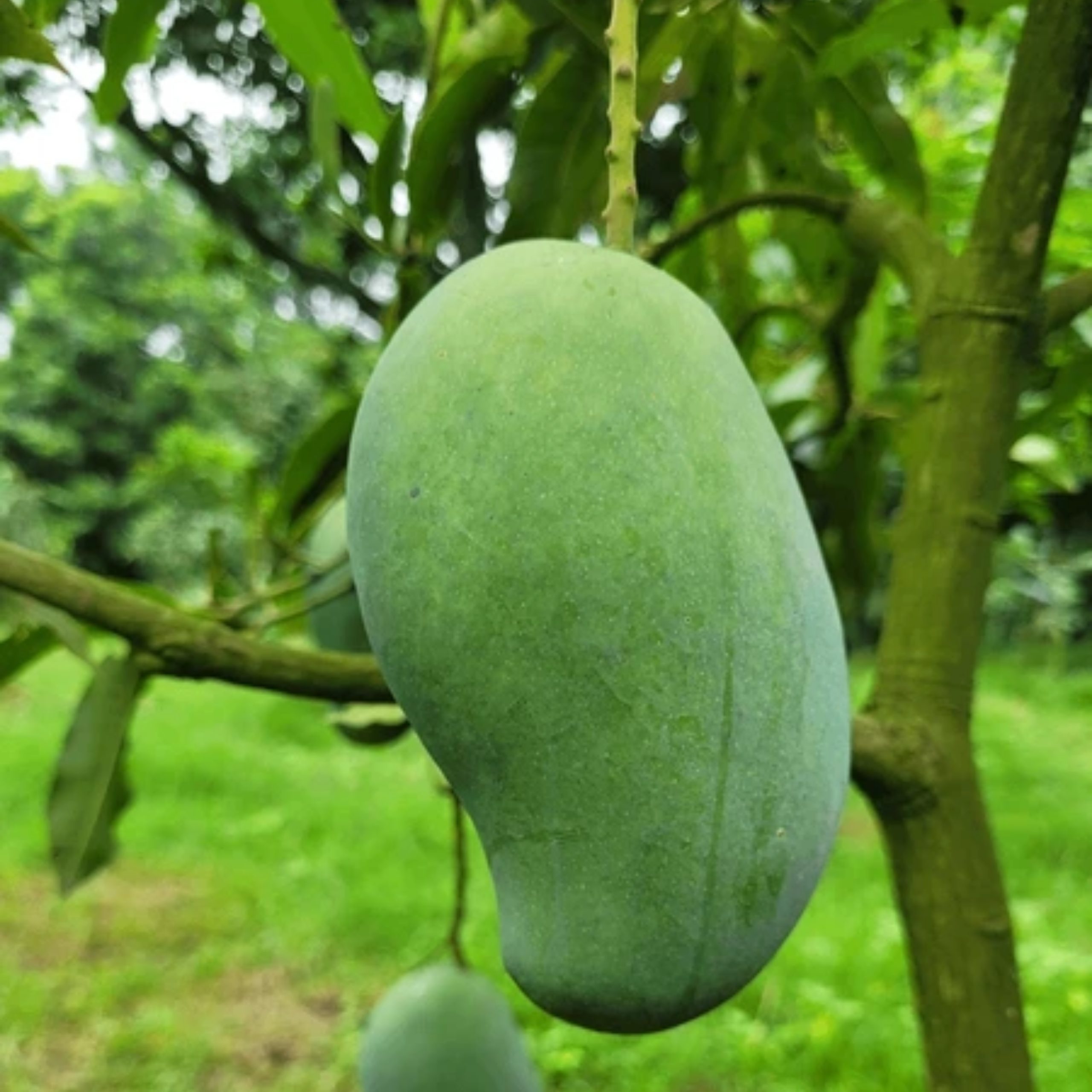 ৩ টি কমলা চারা - Image 6
