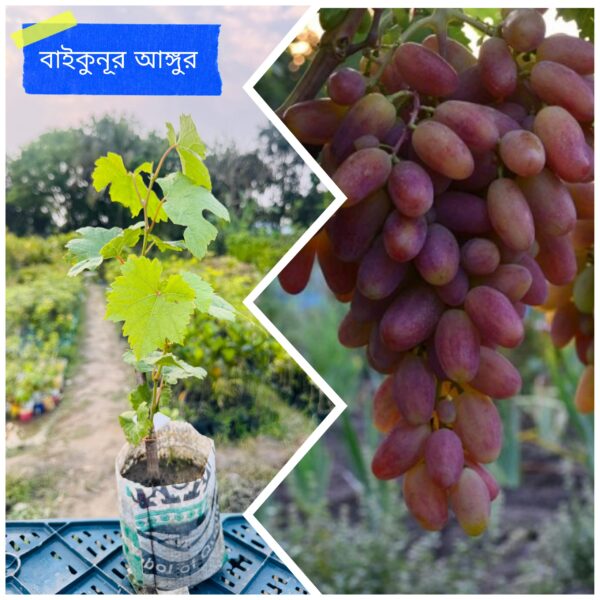 ৩ পিস বিদেশি আঙ্গুর প্যাকেজ (test)