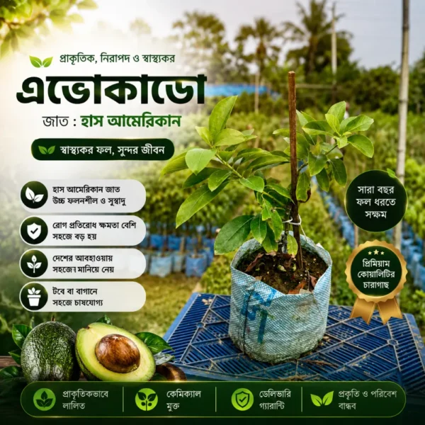 এভোকাডো (Avocado)