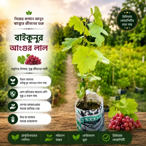 বাইকুনুর আঙ্গুরের