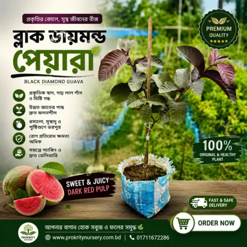 ব্ল্যাক ডায়মন্ড পেয়ারা
