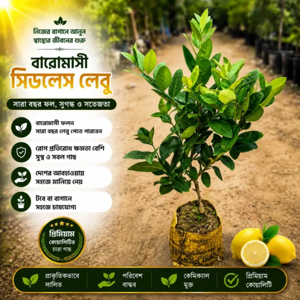 বারোমাসি সিডলেস লেবু(SEEDLESS LEMON)