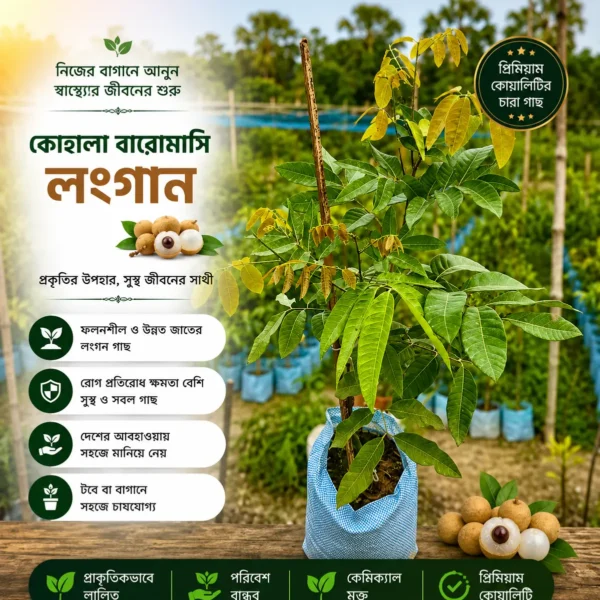 বারোমাসি কোহালা লংগান