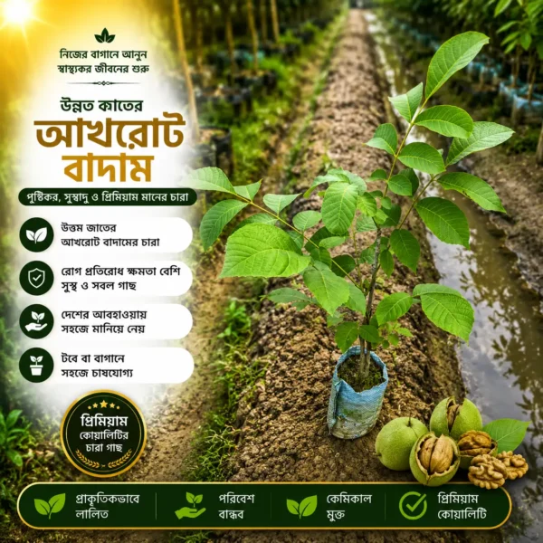 আখরোট (Walnut)