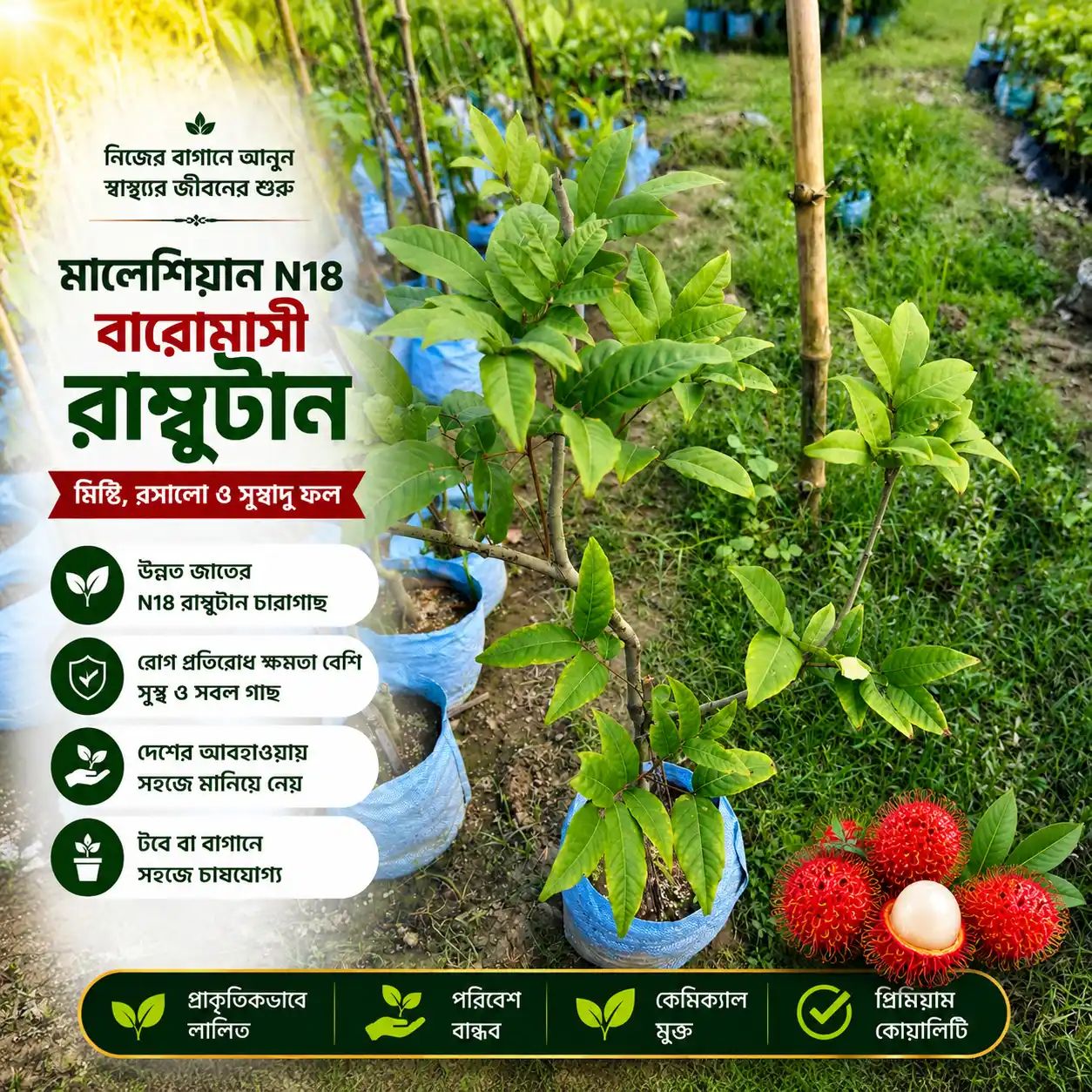 মালয়েশিয়ান N18 বারোমাসি রাম্বুটান