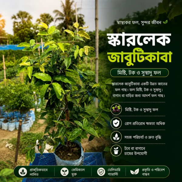 স্কারলেট জাবাটিকাবা