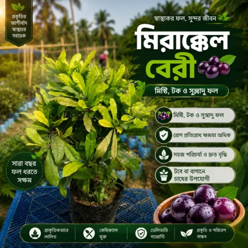 মিরাক্কেল বেরি