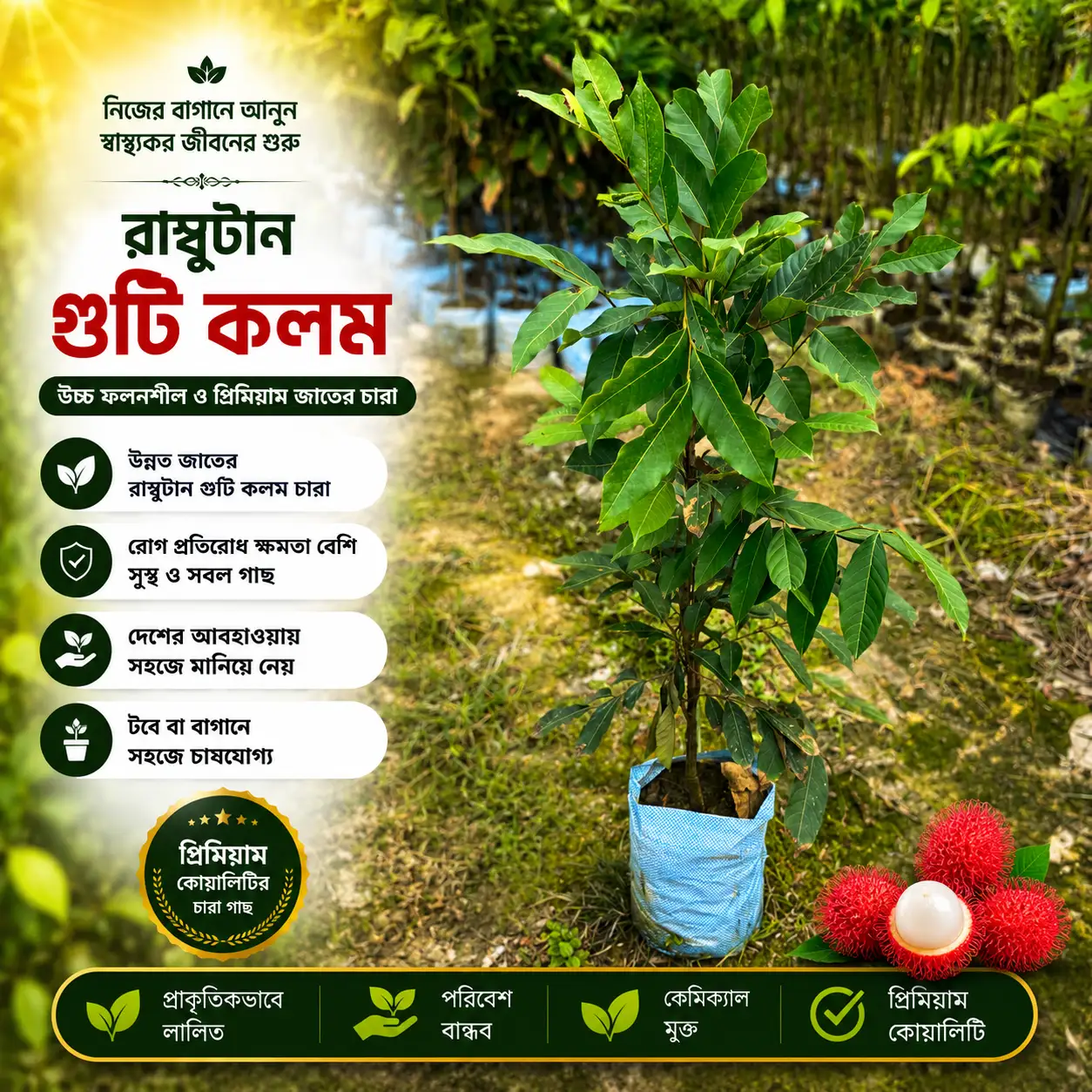 মালয়েশিয়ান বারোমাসি রাম্বুটান গুটি কলম