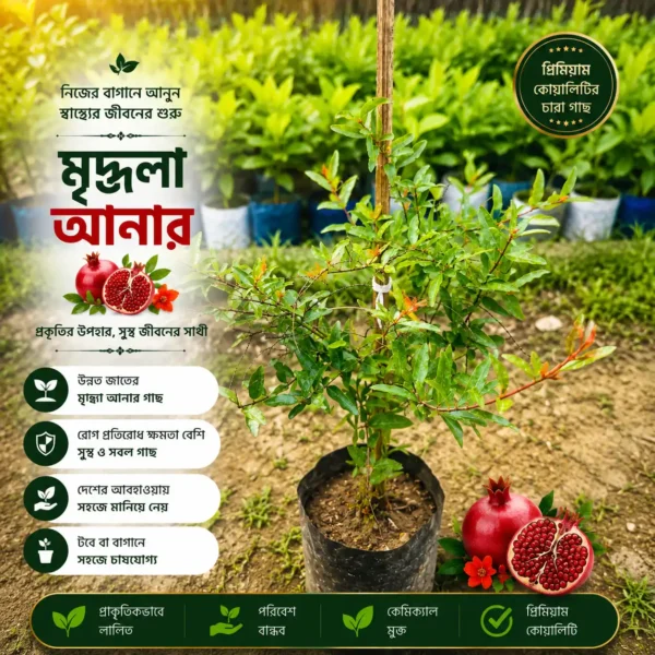 মৃদুলা আনার (Mridula Pomegranate)