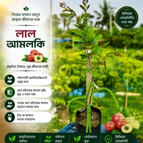 লাল আমলকী