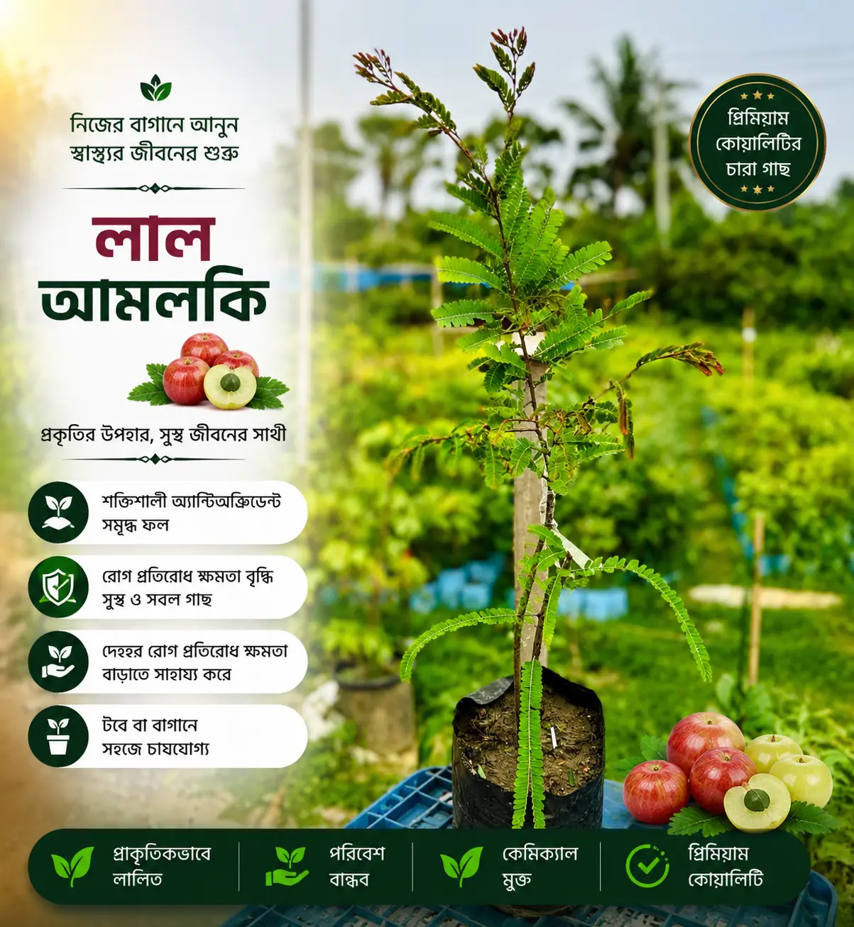 লাল আমলকী