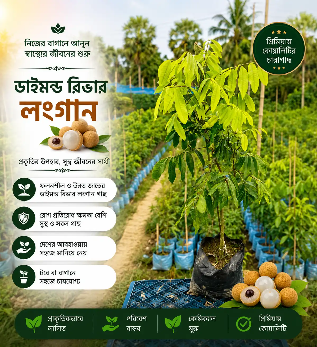 ডাইমন্ড রিভার লংগান (Diamond River Longan)
