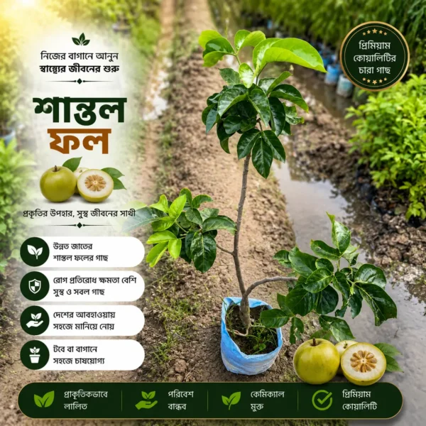 শান্তোল (Santol)