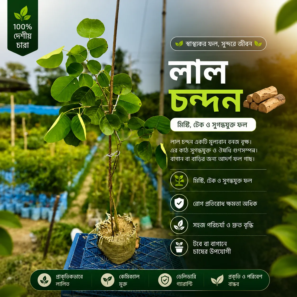 লাল চন্দন