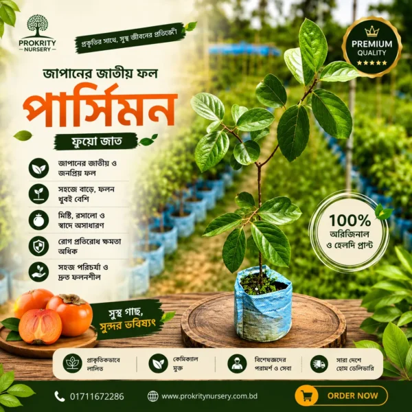 পার্সিমন (Persimmon)
