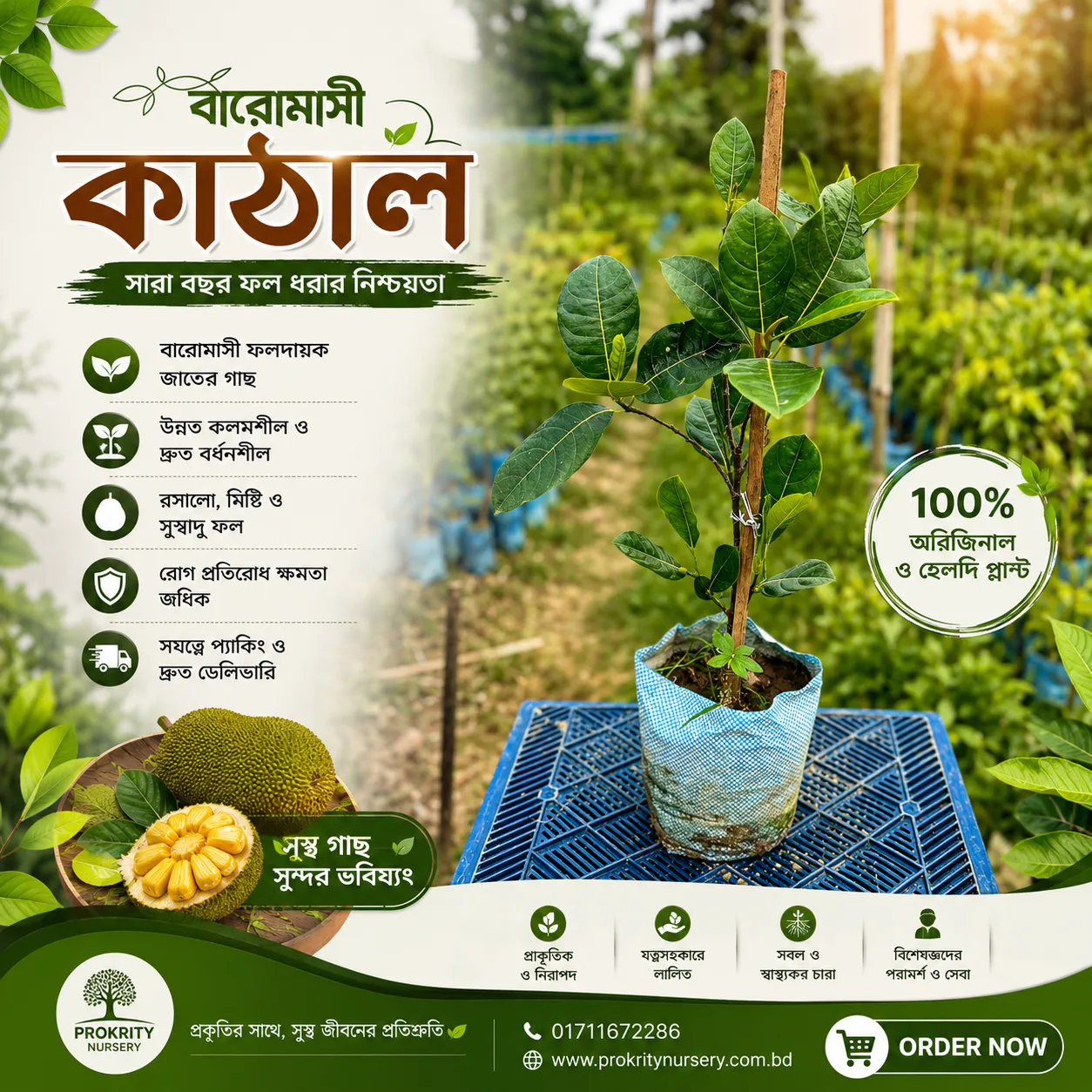 ১২ মাসি কাঁঠাল