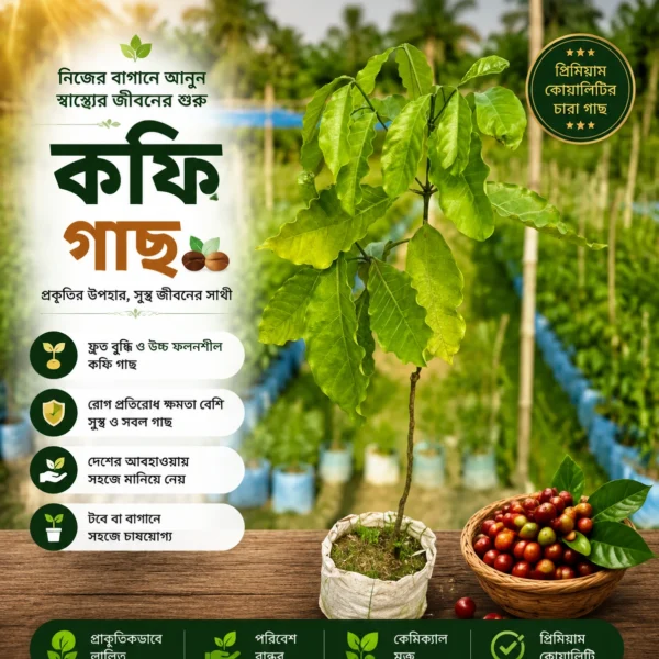 কফি গাছ (Coffee Plant)