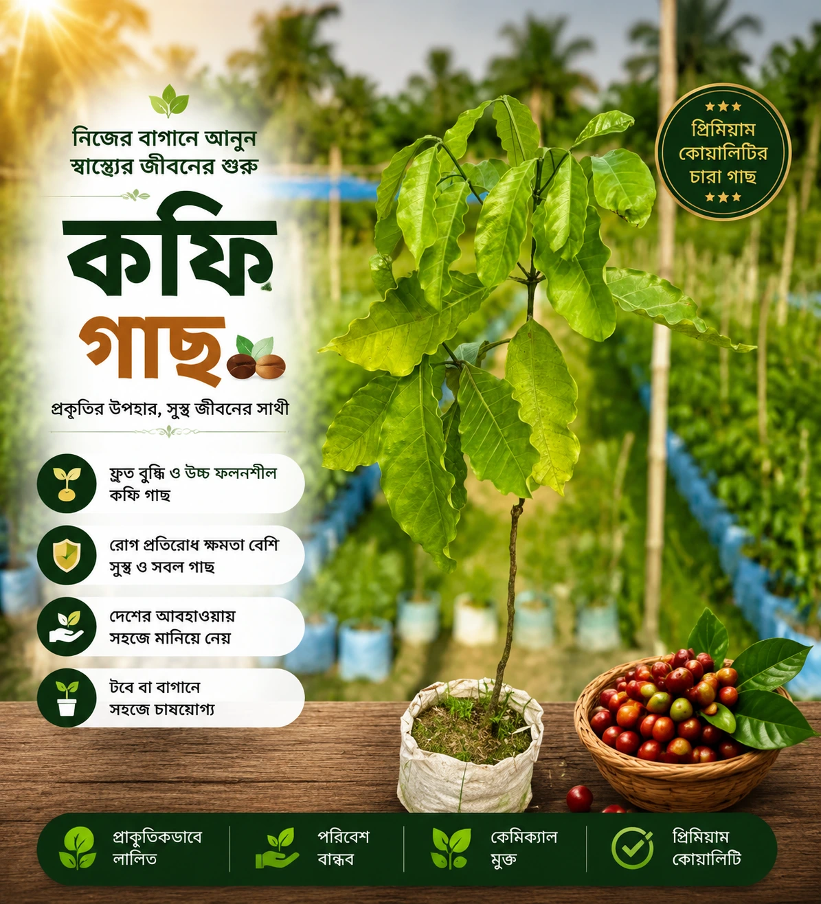 কফি গাছ (Coffee Plant)