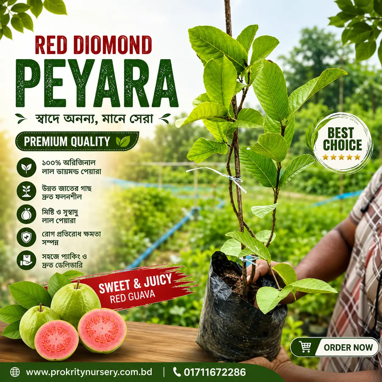 রেড ডায়মন্ড পেয়ারা (Red Diamond Guava)
