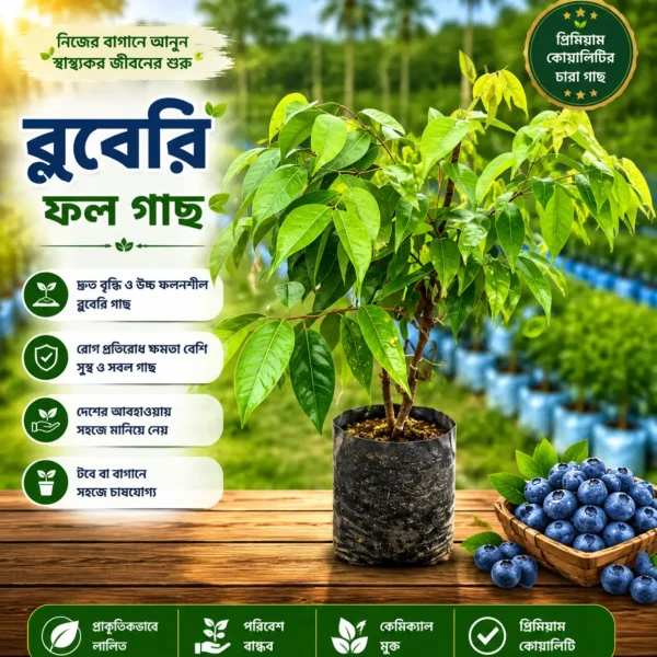 (Blueberry Plant)