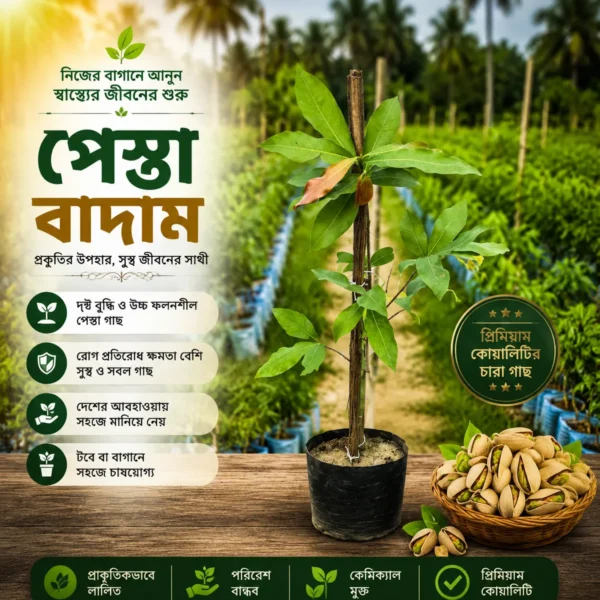পেস্তা বাদাম 