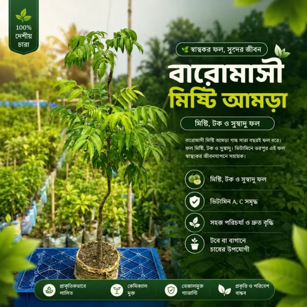 থাই বারোমাসি আমড়া 