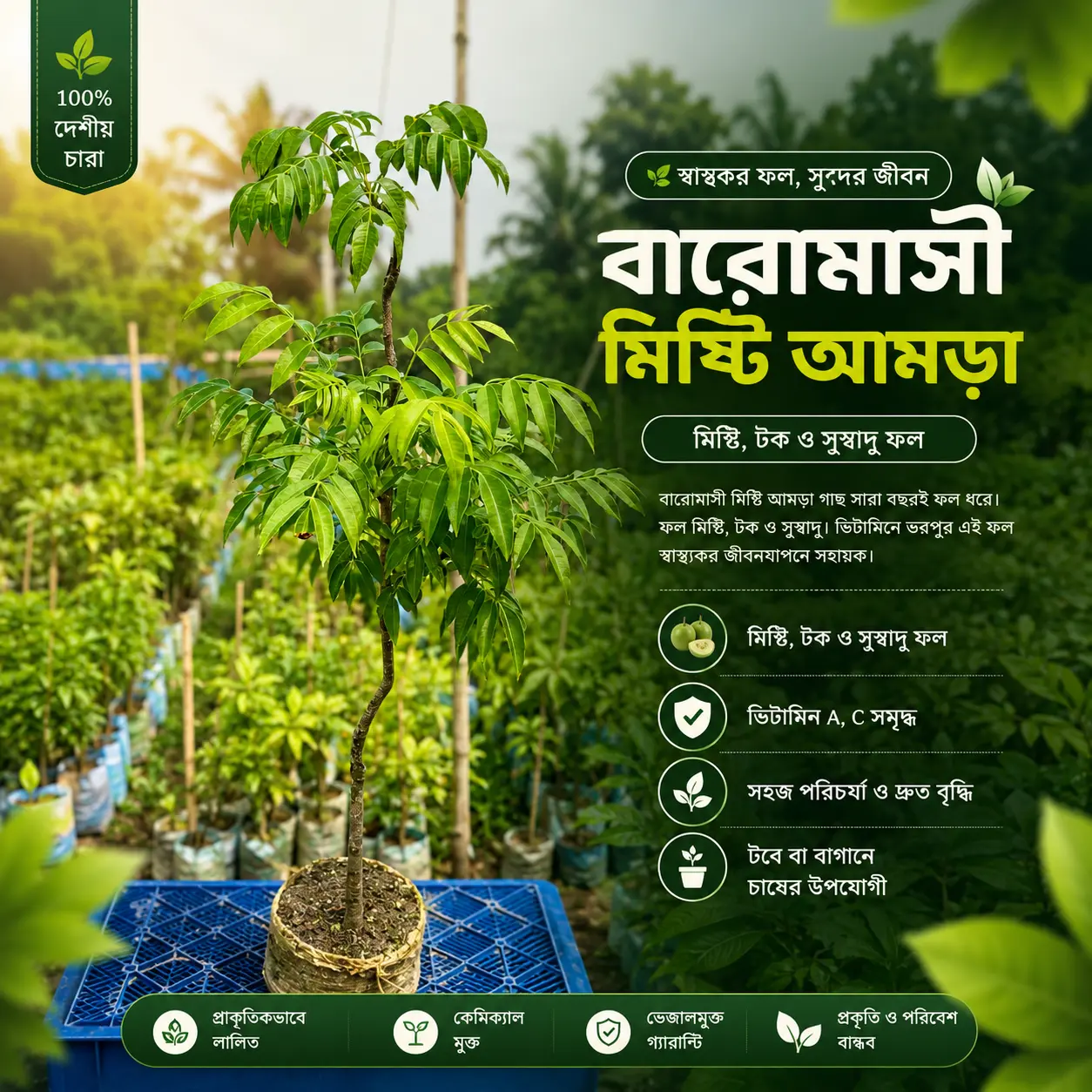 থাই বারোমাসি আমড়া