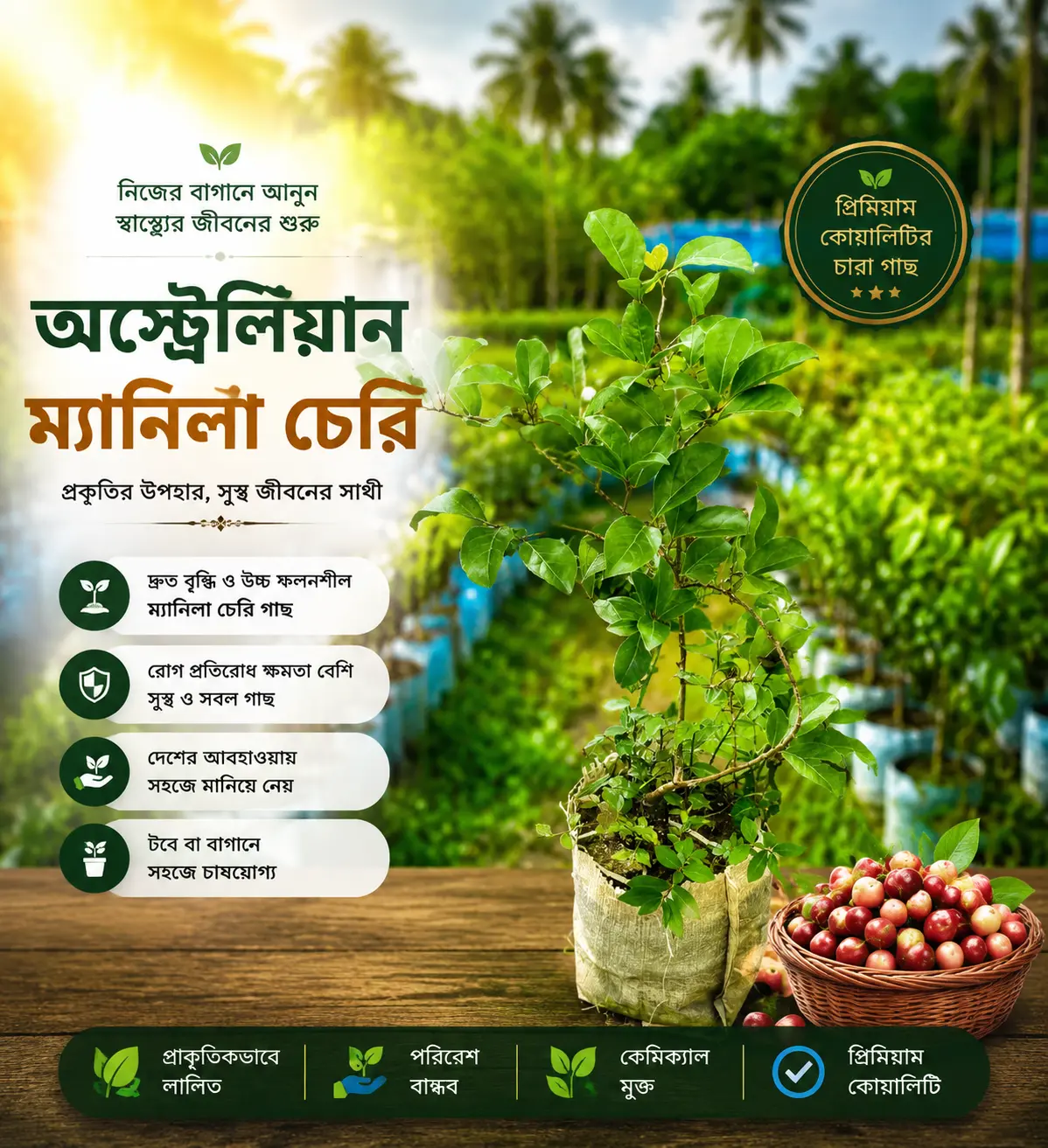 ম্যানিলা চেরি(Manila Cherry)