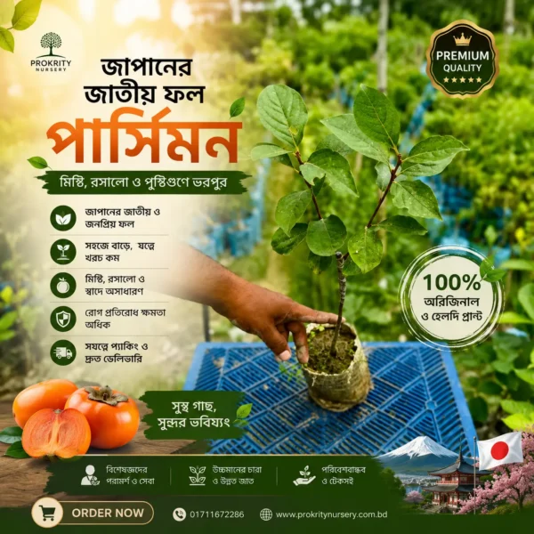 পার্সিমন (Persimmon)