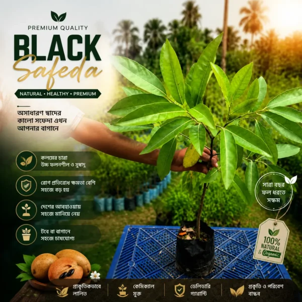 কালো সফেদা /BLACK SOFEDA