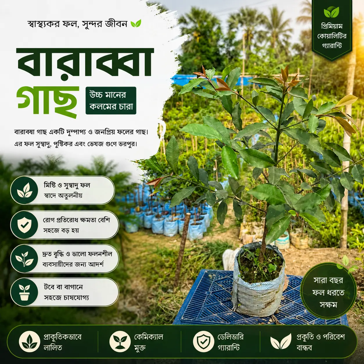 বারাব্বা (Barabba)
