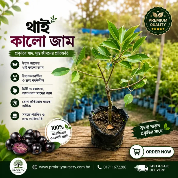 কালো জাম (Jamun)