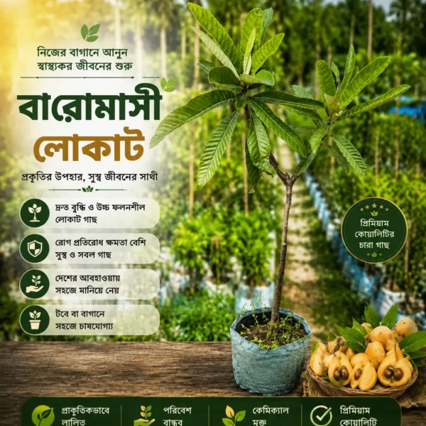 লোকোয়াট (Loquat)