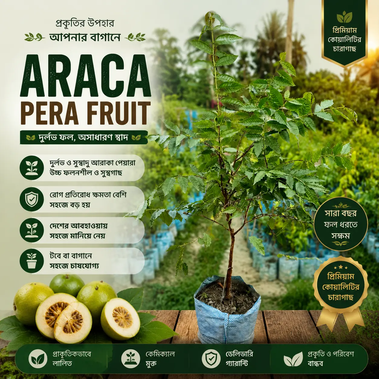 (Araçá Fruit)