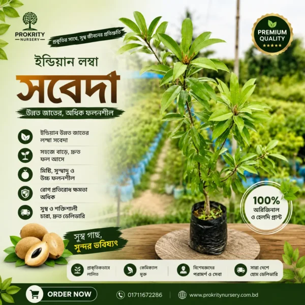 ভারতে সফেদা চিকু (Chiku)
