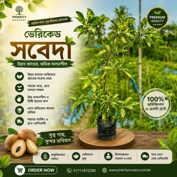 ভেরিগেট সফেদা