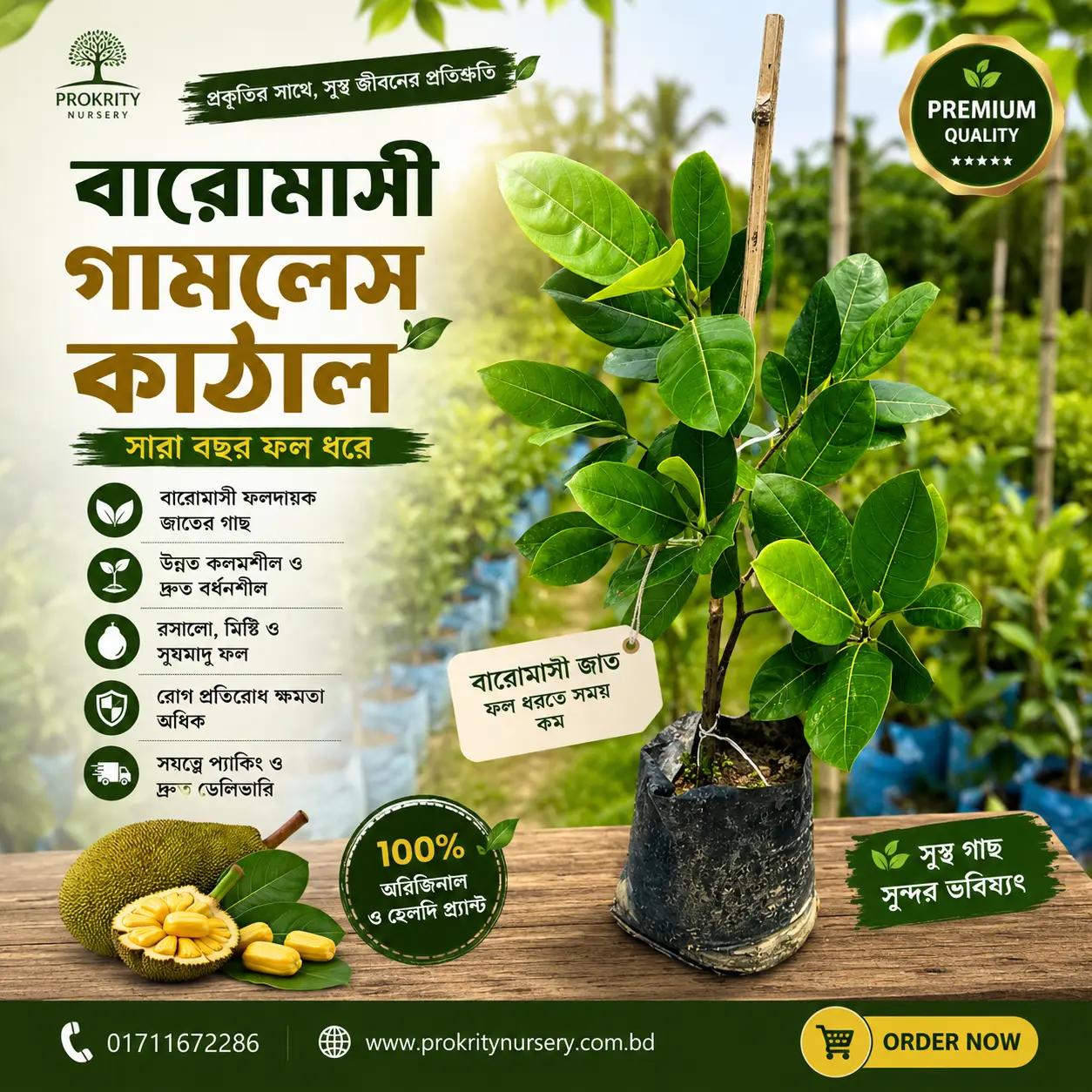১২ মাসি আঠাবিহীন কাঁঠাল