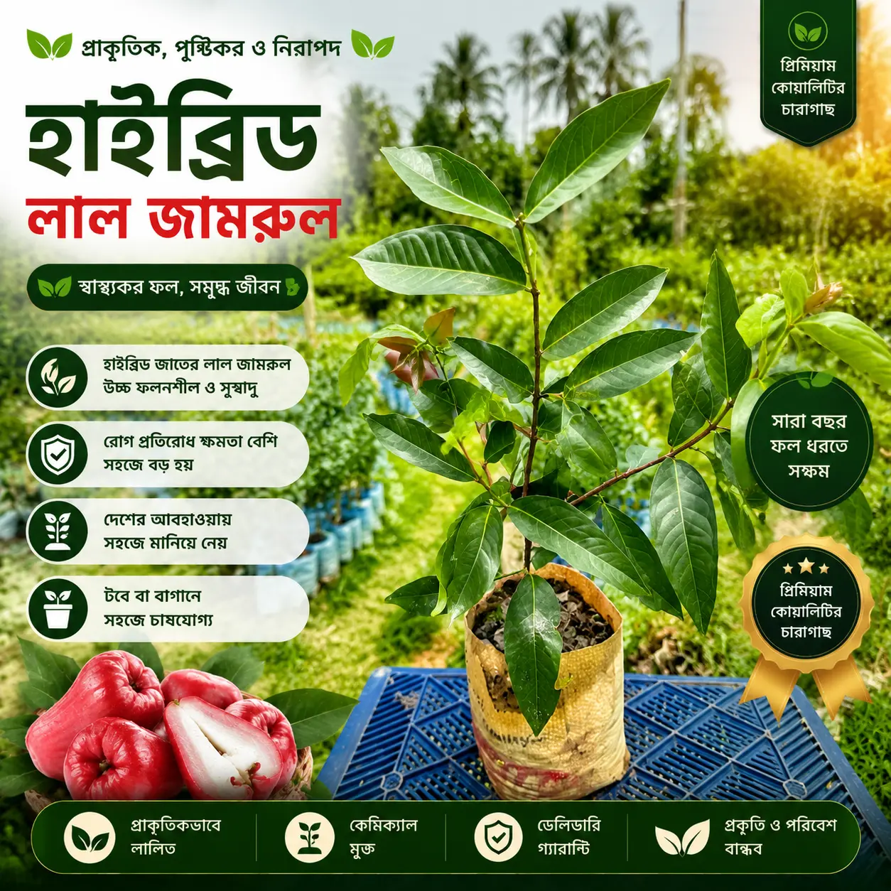 হাইব্রিড লাল জামরুল