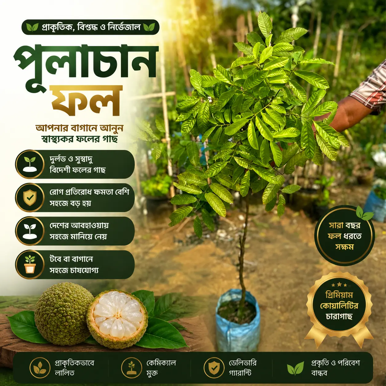 (Pulasan)