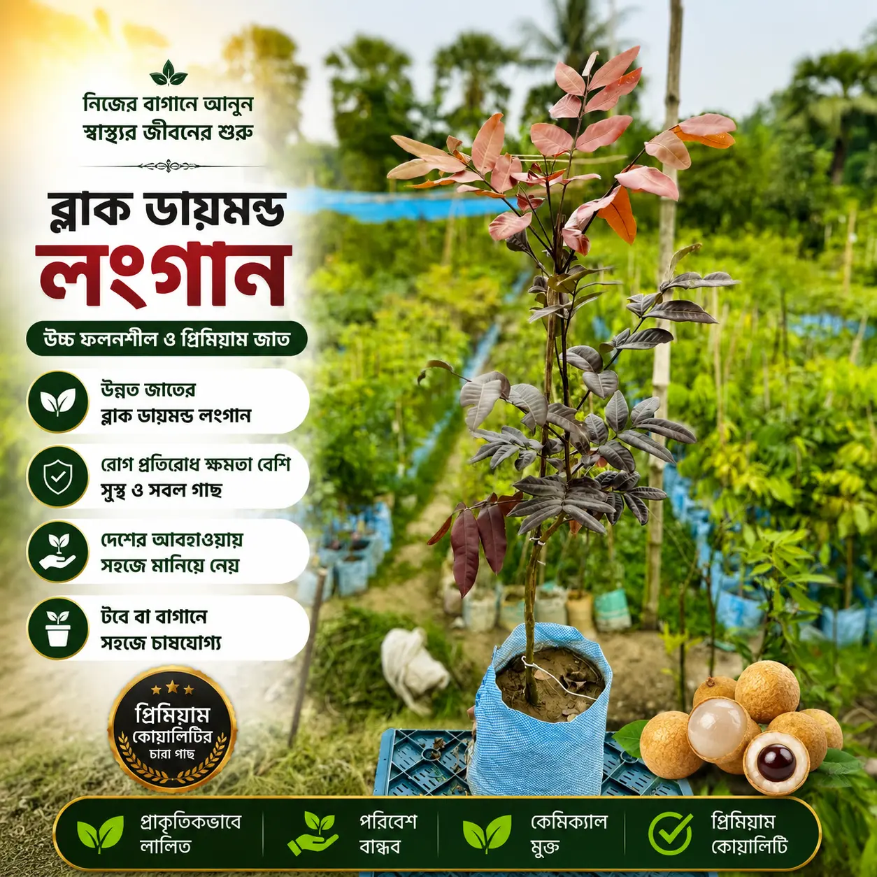 ব্ল্যাক ডায়মন্ড লংগান (Black Diamond Longan)