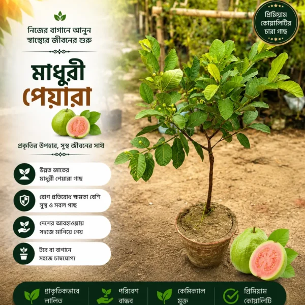 মাধুরী পেয়ারা (Madhuri Guava)