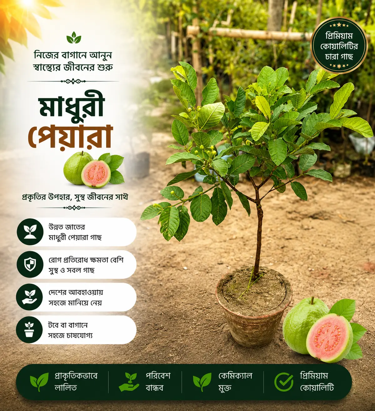 মাধুরী পেয়ারা (Madhuri Guava)