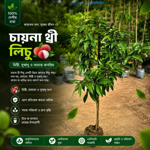 চায়না-৩ লিচু (China-3 Lychee)