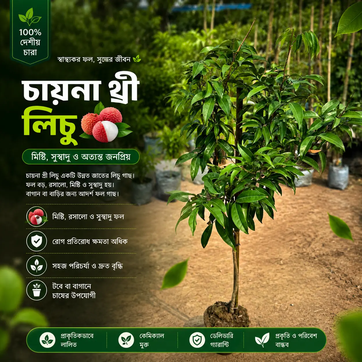 চায়না-৩ লিচু (China-3 Lychee)
