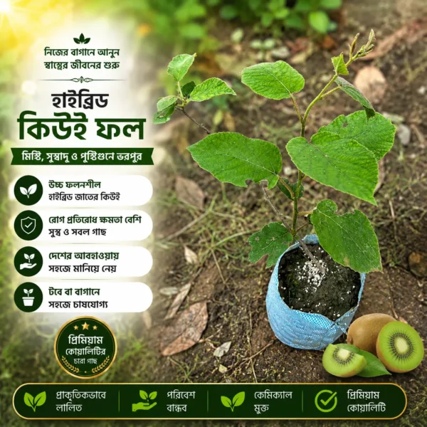 কিউই ফল (Kiwi Fruit)