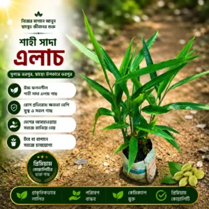 এলাচ (Cardamom)